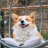 tomato_dodo的头像