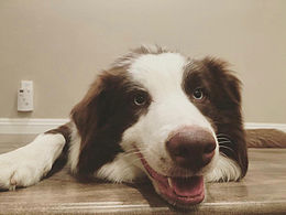 procreate－邊境牧羊犬dubi