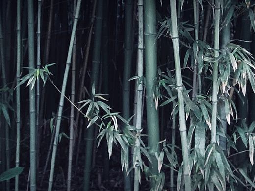 竹（个人主页-ZNTE1MDY5NDQ=） - 风光摄影 - 站酷设计师PeachYOM原创素材 - 站酷ZCOOL