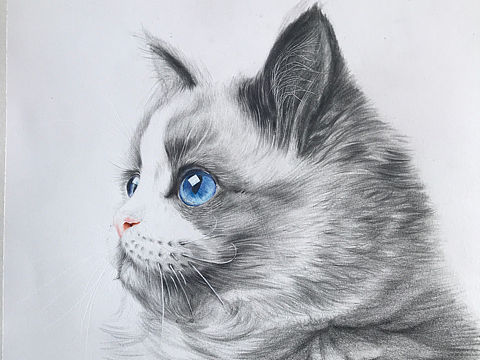 可爱猫咪