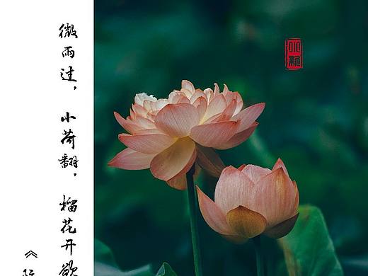 夏之花--荷花