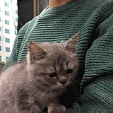 吃雪糕的猫的头像
