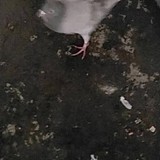 翳難的头像
