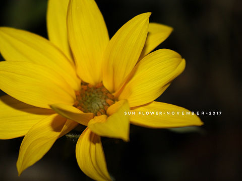 向日葵（个人主页-ZMjQ4NjA3MzI=） - 产品摄影 - 站酷设计师journey19940原创素材 - 站酷ZCOOL