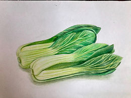 寫生小青菜兒
