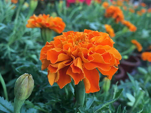 花（个人主页-ZMzE4MTU1MTI=） - 风光摄影 - 站酷设计师Z91705756原创素材 - 站酷ZCOOL