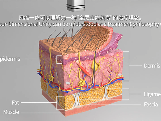 医疗-皮肤结构层次治疗三维动画——Blender全流程solo