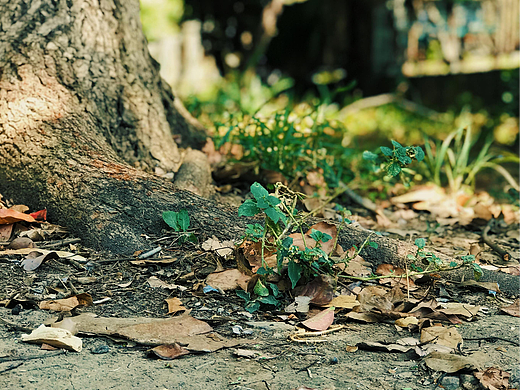树的精灵（五）