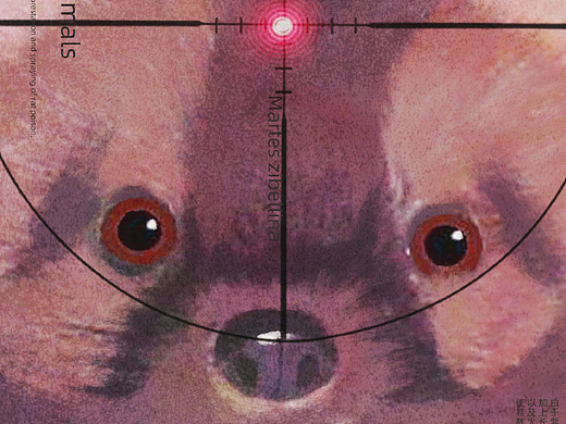 公益插画海报 | 保护动物，维护生态