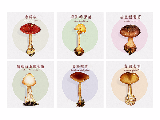 钢笔淡彩菌菇图鉴②