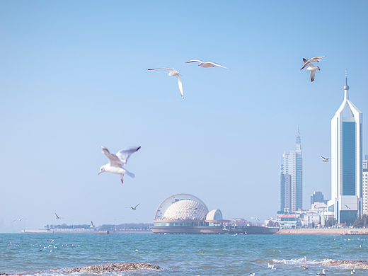 青島的海鷗季（個人主頁-ZNjgyOTAyMjA=） - 其他攝影 - 站酷設計師青島芝麻商業(yè)攝影原創(chuàng)素材 - 站酷ZCOOL