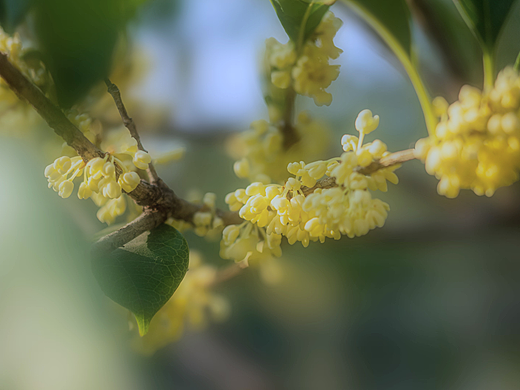 空闲时间随手拍的花（个人主页-ZNjc2ODA2NDA=） - 其他摄影 - 站酷设计师白彦小小仙原创素材 - 站酷ZCOOL
