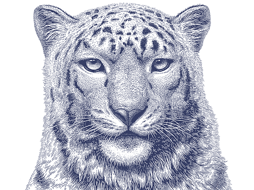 特仑苏沙漠有机包装插画|雪豹、藏羚羊、奶牛