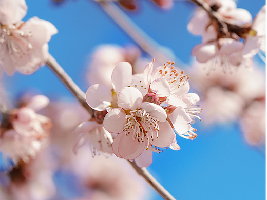 桃之夭夭，灼灼其华（个人主页-ZNjgwNTIxODA=） - 风光摄影 - 站酷设计师春山早见原创素材 - 站酷ZCOOL