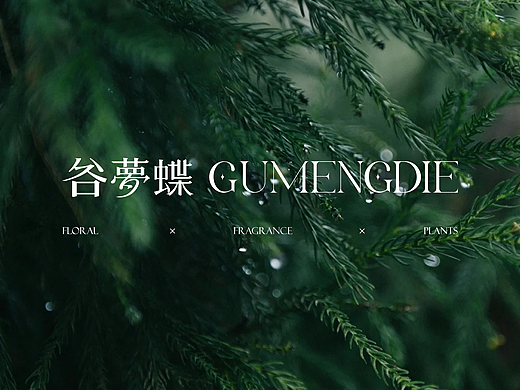 谷梦蝶品牌提案（花艺 · 绿植 · 香薰）