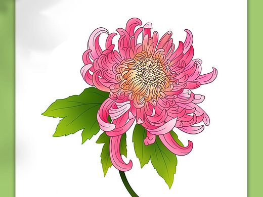 菊花插画
