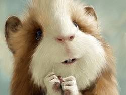 鼠绘作品-萌宠荷兰猪