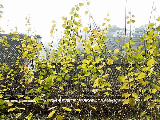 花花草草（個(gè)人主頁(yè)-ZMTk4NDQ3MDg=） - 風(fēng)光攝影 - 站酷設(shè)計(jì)師Rita007原創(chuàng)素材 - 站酷ZCOOL