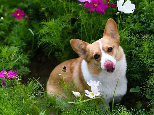 花丛中的小短腿 柯基