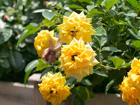 鲜花 绿植 菊花