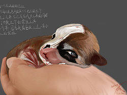 为一只死去的狗，为所有被车轧死的生灵（个人主页-ZMjU0Njg5Ng==） - 创作习作 - 站酷设计师今日待办ToDoList原创素材 - 站酷ZCOOL