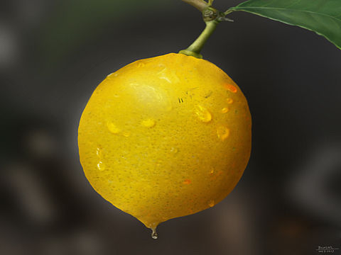 板绘练习-柠檬🍋