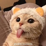 无言vision的头像