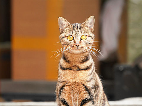 孟加拉猫小姐姐