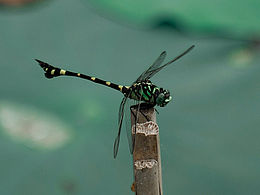 心无尘，清风自来/ 一念心清净，处处莲花开/ _