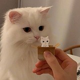 苦瓜也很甜的头像