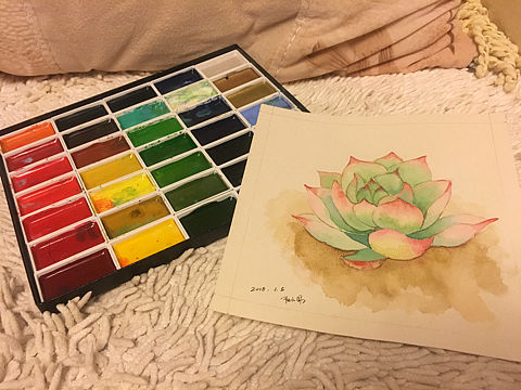 手绘多肉植物