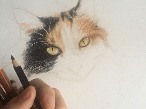 彩铅 素描猫（个人主页-ZMTUyNDk2Mjg=） - 绘画 - 站酷设计师paulwade123原创素材 - 站酷ZCOOL