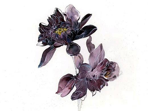 原创水彩插画手绘卡通插画水彩教程水彩植物花卉壁纸