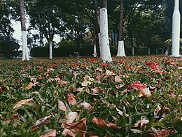 落叶🍂