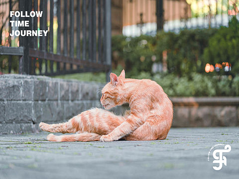 萌寵大機(jī)密（個(gè)人主頁(yè)-ZNTQxNzMxOTY=） - 寵物攝影 - 站酷設(shè)計(jì)師FTJ隨時(shí)旅原創(chuàng)素材 - 站酷ZCOOL