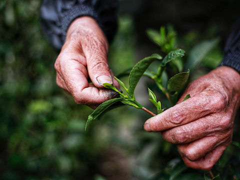 採茶