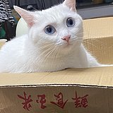 用戶頭像