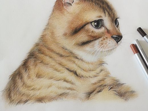 薛定谔没有猫