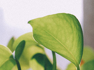 植物隨拍一張（個人主頁-ZNjA2OTIyMA==） - 產(chǎn)品攝影 - 站酷設(shè)計師燈籠草原創(chuàng)素材 - 站酷ZCOOL