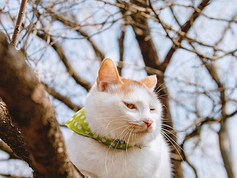 宠物摄影|猫咪樱花