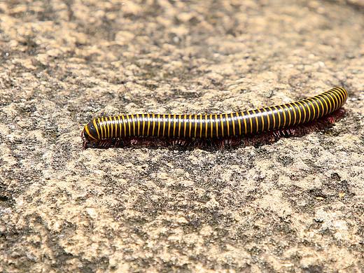 幽静小路（个人主页-ZMzU4Mjk0MDg=） - 风光摄影 - 站酷设计师年龄柒原创素材 - 站酷ZCOOL