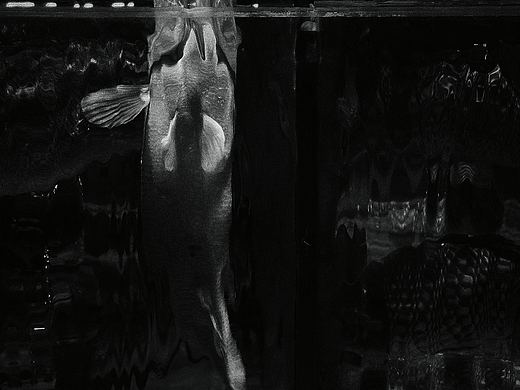 魚（個(gè)人主頁-ZNDMyODMzNDQ=） - 人文/紀(jì)實(shí)攝影 - 站酷設(shè)計(jì)師寧問水原創(chuàng)素材 - 站酷ZCOOL