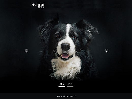宠物网站—《馨乐派》狗狗俱乐部