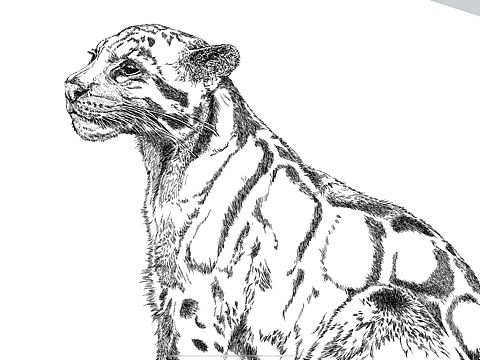 云豹（个人主页-ZNTM1MDQ4ODQ=） - 商业插画 - 站酷设计师搜酷咖豆原创素材 - 站酷ZCOOL