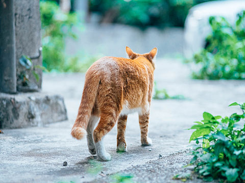 猫集（一）