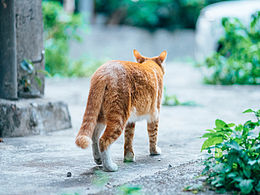 猫的私房