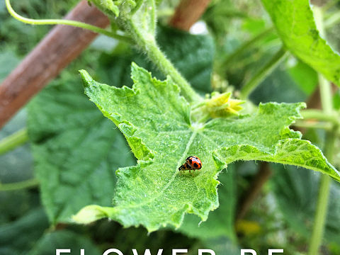 昆虫记（个人主页-ZMjQ3Mzc2MzY=） - 宠物摄影 - 站酷设计师花臂造型志聪原创素材 - 站酷ZCOOL