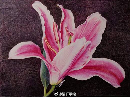 干货彩铅教程《百合花》