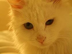 晒晒我家猫爷和我家猫姐02