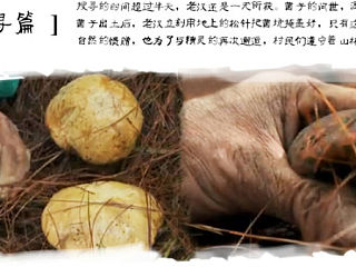 舌尖上的蘑菇专题